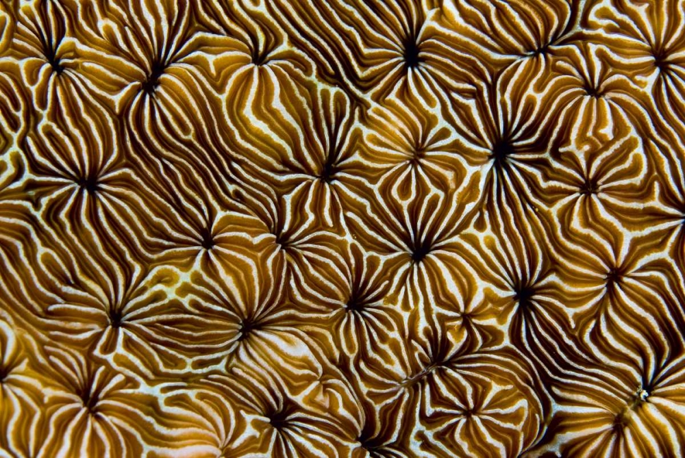 Abstract of hard coral, Raja Ampat, Indonesia